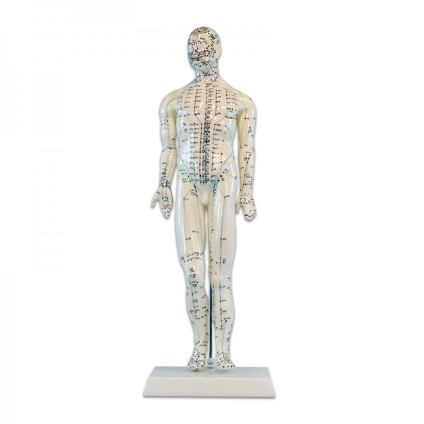 Modelo Anatómico de Corpo Humano Masculino 46 cm: 361 pontos de acupuntura e 80 pontos curiosos